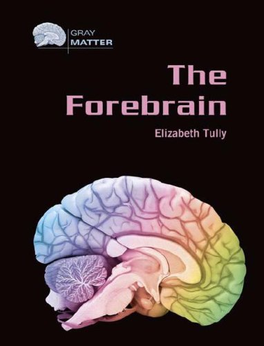 The Forebrain