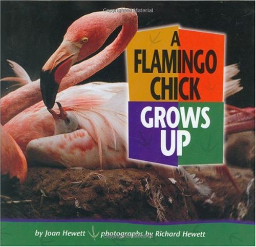 A Flamingo Chick Grows Up