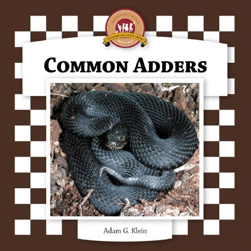Common Adders