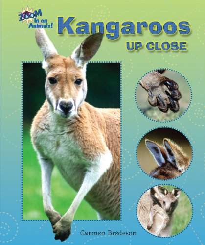 Kangaroos Up Close