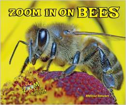 Zoom in on Bees