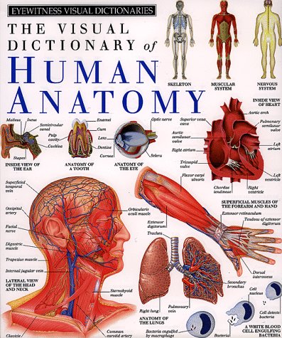 The Visual dictionary of human anatomy