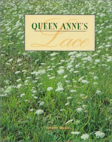 Queen Anne's Lace