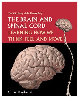 The brain and spinal cord
