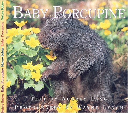 Baby Porcupine (Nature Babies)