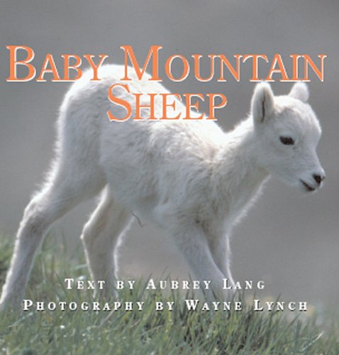Baby Mountain Sheep