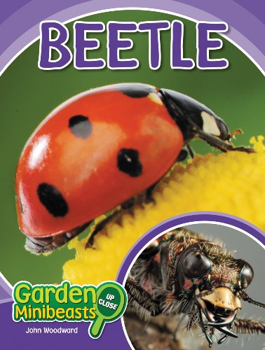 Beetle (Garden Minibeasts Up Close)