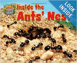 Inside the Ants' Nest