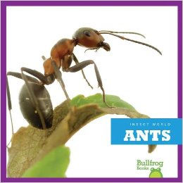 Ants