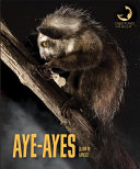 Aye-ayes