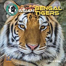 All About Asian Bengal Tigers